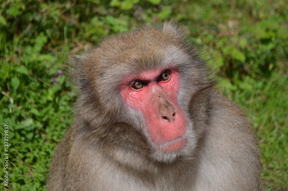 macaque macaque