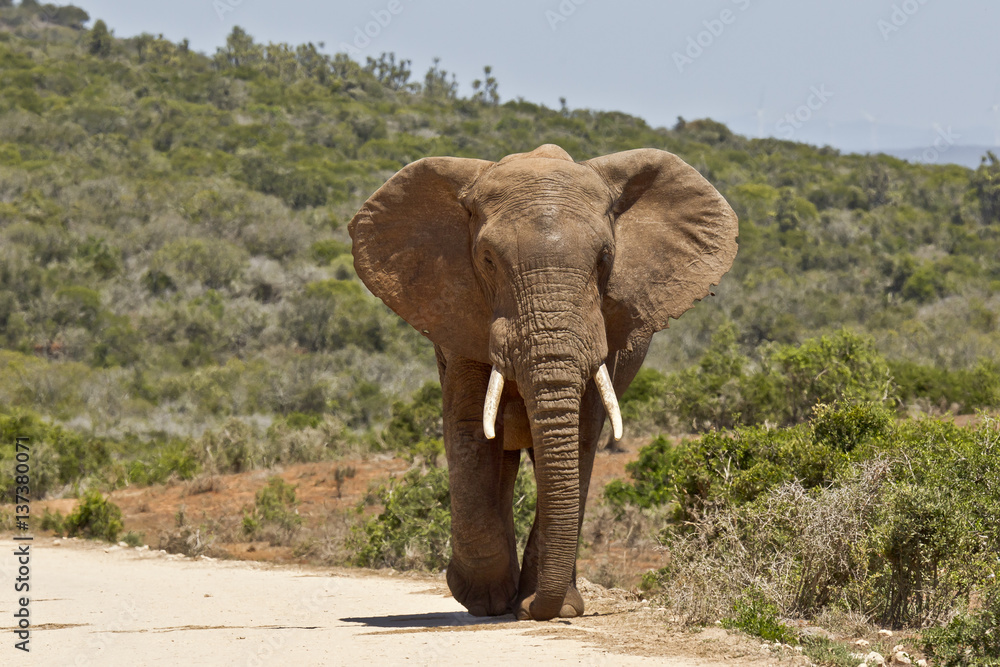 Fototapeta premium Large male elephant walking along a dirt road