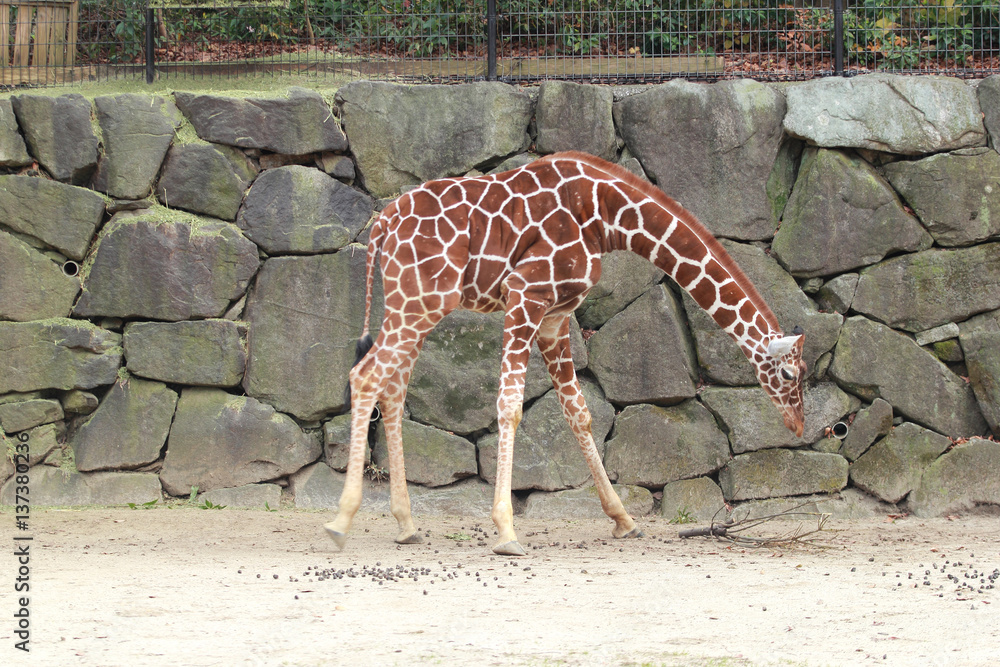 餌を食べるキリン 動物 動物園 Stock 写真 Adobe Stock 餌を食べるキリン 動物 動物園 Stock 写真 Adobe Stock