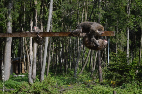 macaques playing