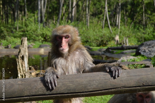 macaque