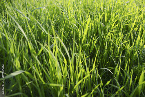 Texture of green grass