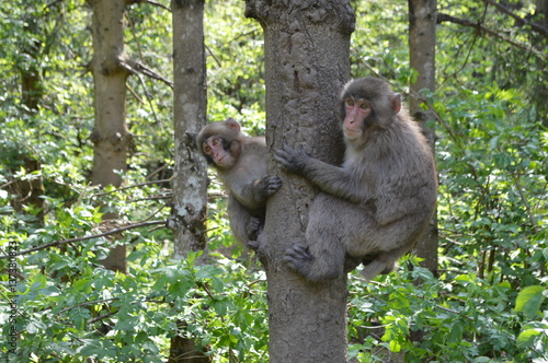 macaque