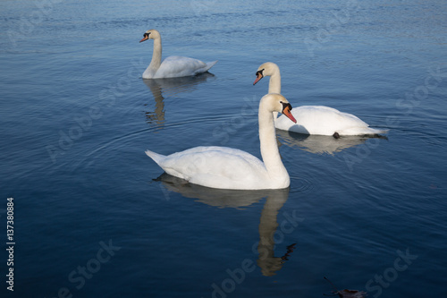 Swans