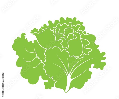  Lettuce. Leaf Salad.
