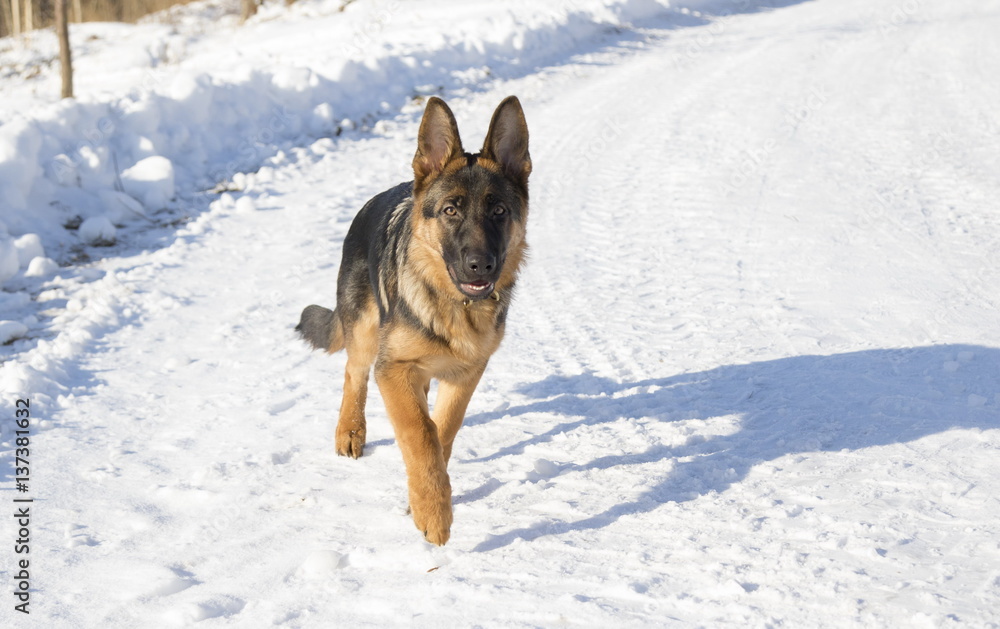 Dog runs in the winter park, selective focus with shallow depth of field.
