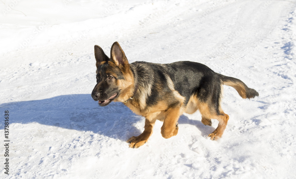 Dog runs in the winter park, selective focus with shallow depth of field.
Dog runs in the winter park, selective focus with shallow depth of field.