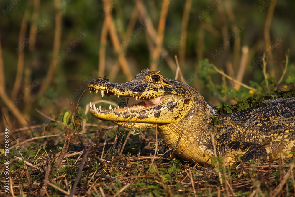 Black caiman cooling down with open mouth, Pantanal, Brazil Black caiman cooling down with open mouth, Pantanal, Brazil
