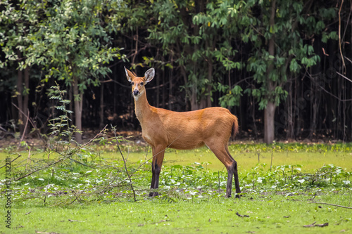 Marsh deer in the swamp, Pantanal, Brazil