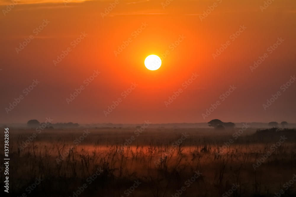 Foggy sunrise Pantanal wetlands, Brazil
