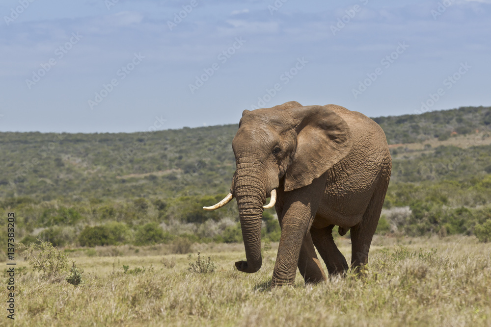 African elephant walking in short dry grass