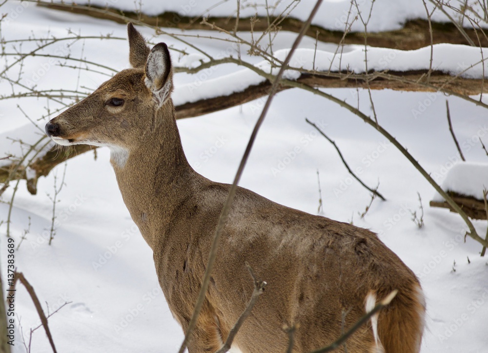 Beautiful isolated image with a wild deer in the snowy forest Beautiful isolated image with a wild deer in the snowy forest