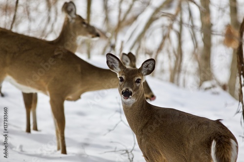 Beautiful image of three wild deer in the snowy forest