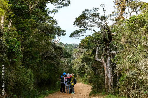 Group of travelers hike in tropical forest