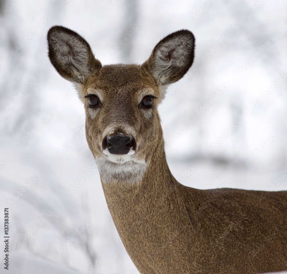 Beautiful isolated photo of a wild deer in the snowy forest Beautiful isolated photo of a wild deer in the snowy forest