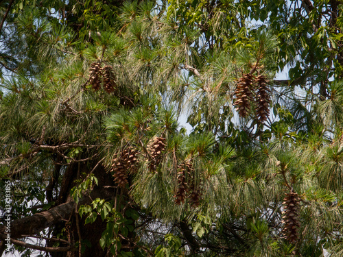 SHIMLA  INDIA. 8 Jun 2009  Himalayan pine trees and cones around the Former residence of British Viceroy of India. Shimla  Himachal Pradesh  India