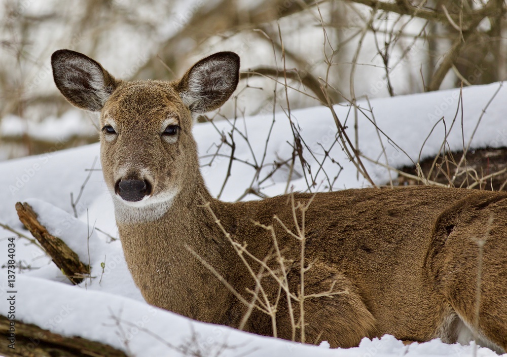 Beautiful image of a wild deer laying in the snowy forest Beautiful image of a wild deer laying in the snowy forest