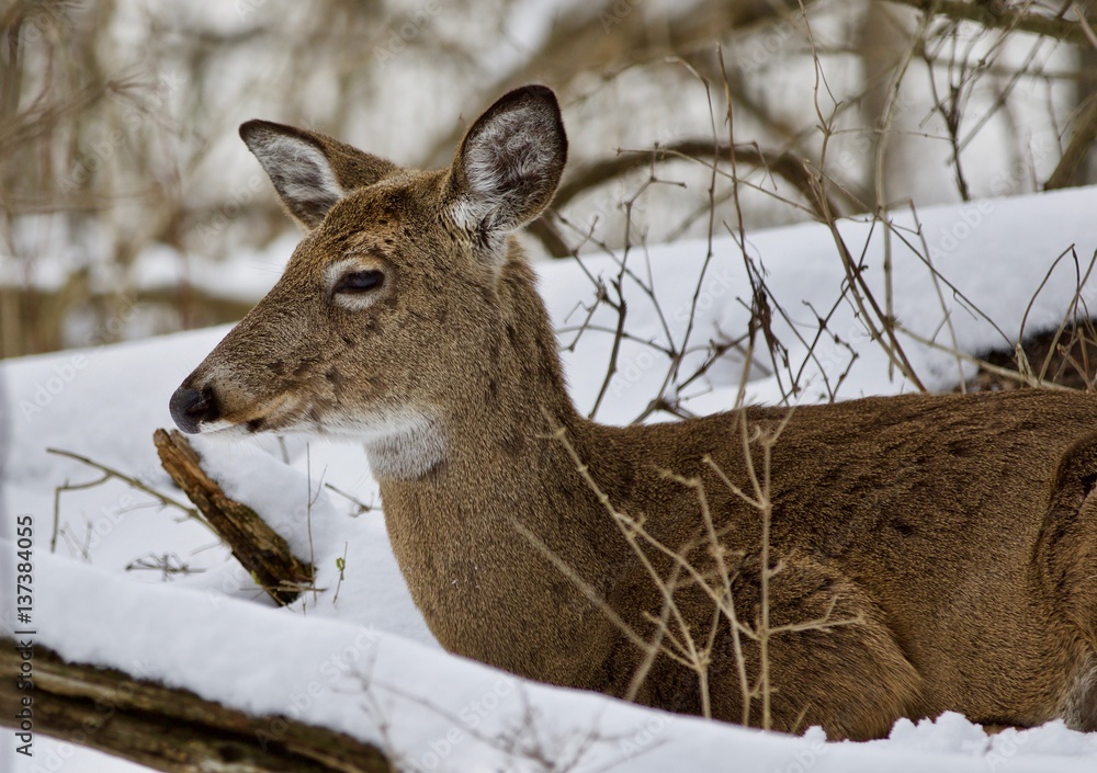 Beautiful image of a wild deer laying in the snowy forest Beautiful image of a wild deer laying in the snowy forest