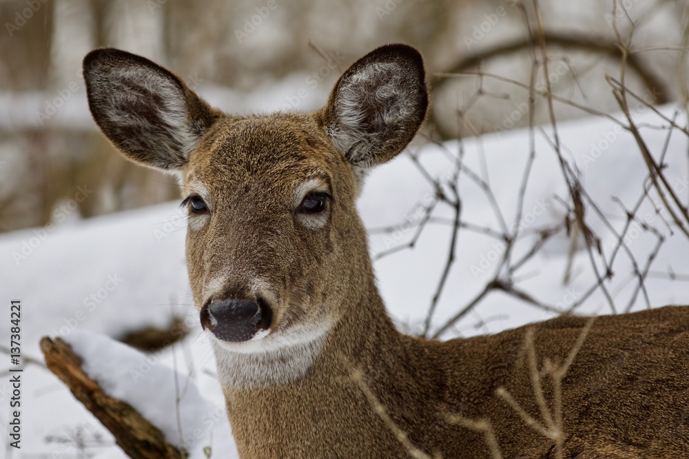 Fototapeta premium Beautiful isolated photo of a wild deer in the snowy forest