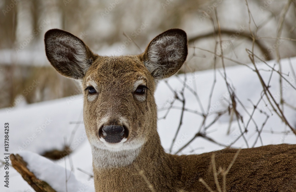 Beautiful portrait of a strong wild deer in the snowy forest