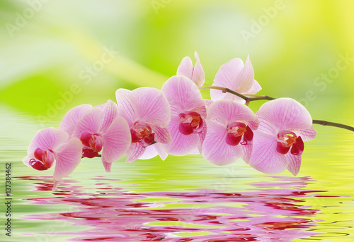 An orchid branch is reflected in the water