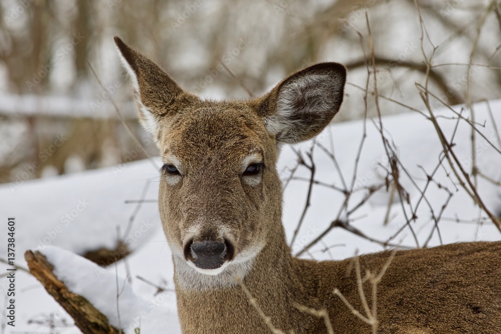 Beautiful portrait of a cute funny wild deer in the snowy forest