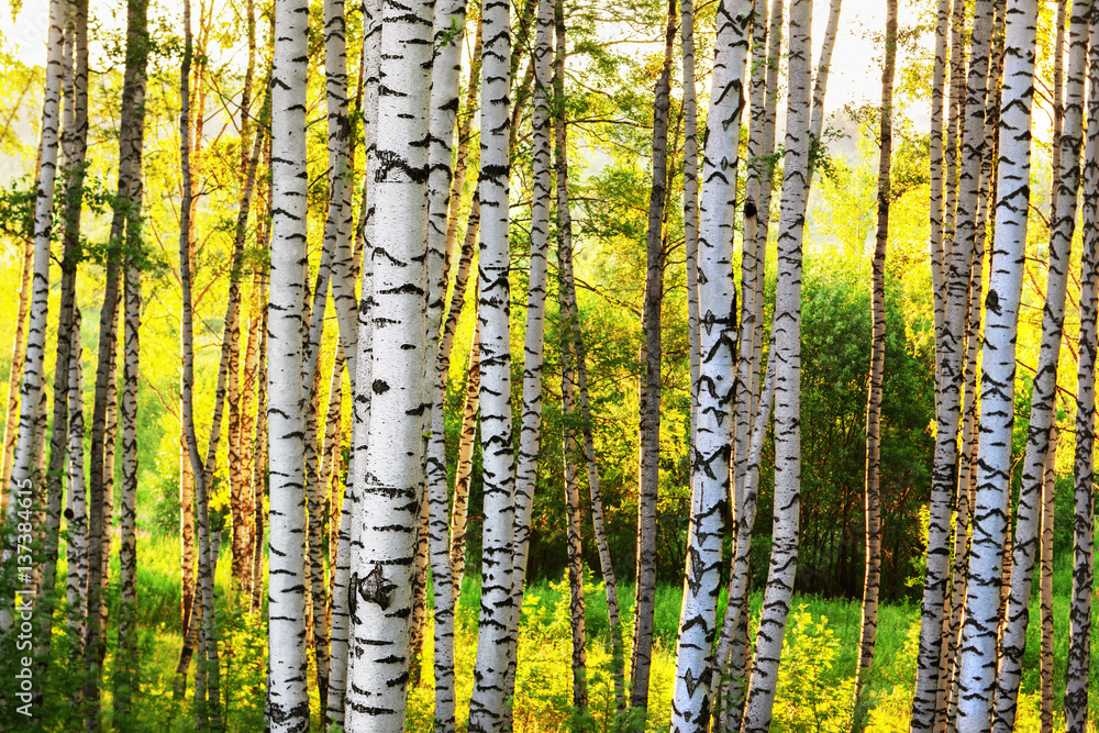 Fototapeta premium summer in sunny birch forest