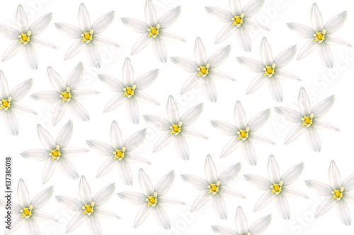 white flowers on white background.