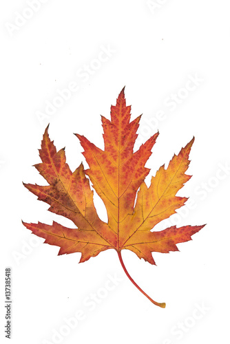 Single colorful red  yellow and brown maple autumn leaf isolated on a white background