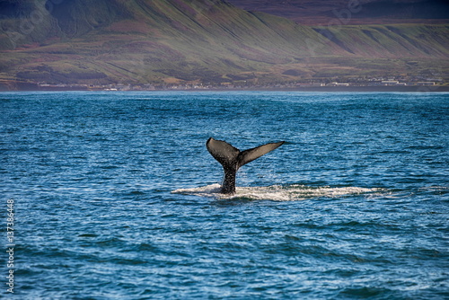 Tail of a whale in Husavik, Iceland