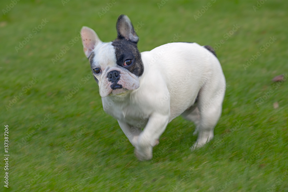 French Bulldog running in garden