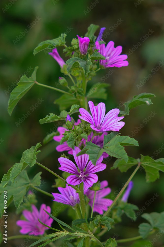 Malva selvatica (Malva sylvestris) - fioritura Malva selvatica (Malva sylvestris) - fioritura