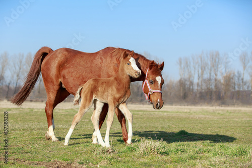 Fototapeta Naklejka Na Ścianę i Meble -  Ponystute mit Fohlen