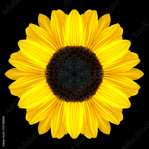 Yellow Flower Mandala Kaleidoscope Isolated on Black