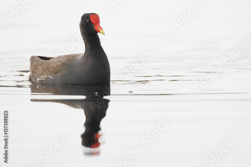 Common gallinule (Gallinula galeata) searching for food in swamp, Kissimmee, Florida, USA photo