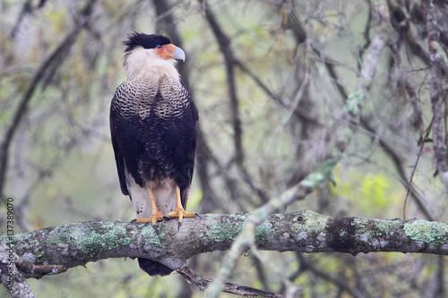 Northern crested caracara (Caracara cheriway) sitting on tree branch, Kissimmee, Florida, USA photo