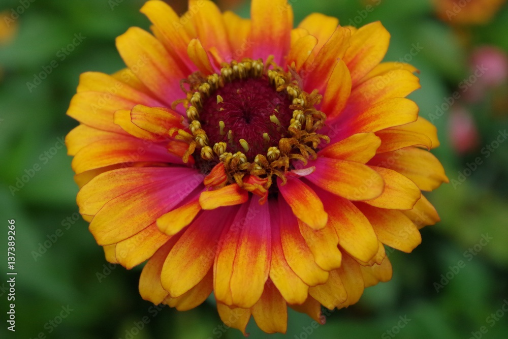 flower 2 flower 2