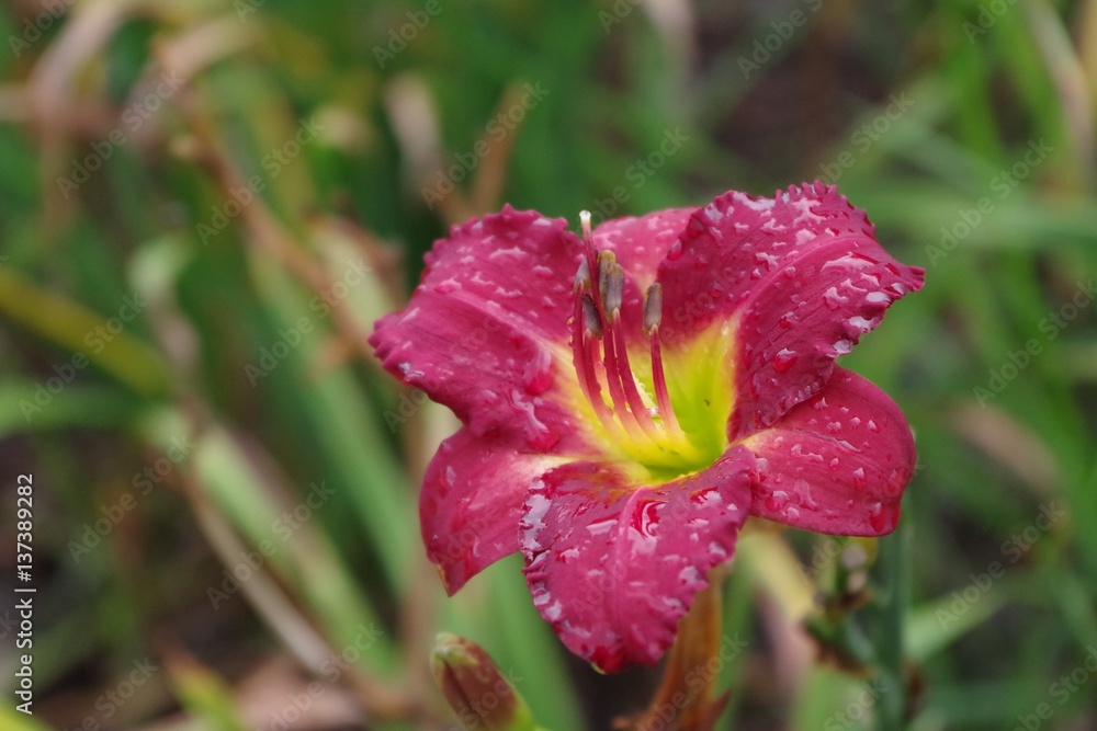 flower flower