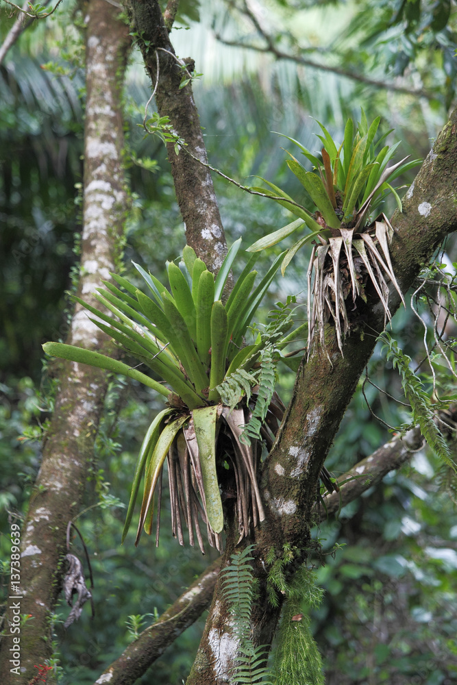 Fototapeta premium El Yunque National Rain Forest, Puerto Rico
