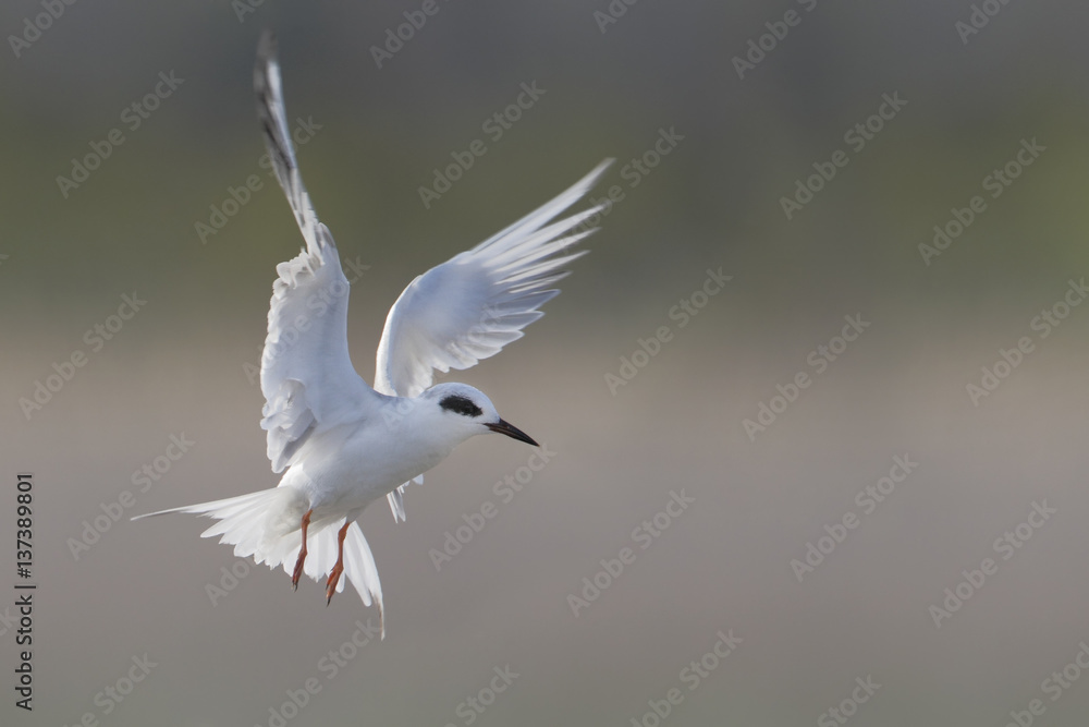 Fototapeta premium Forster's tern (Sterna forsteri) in flight, Cape May, New Jersey, USA