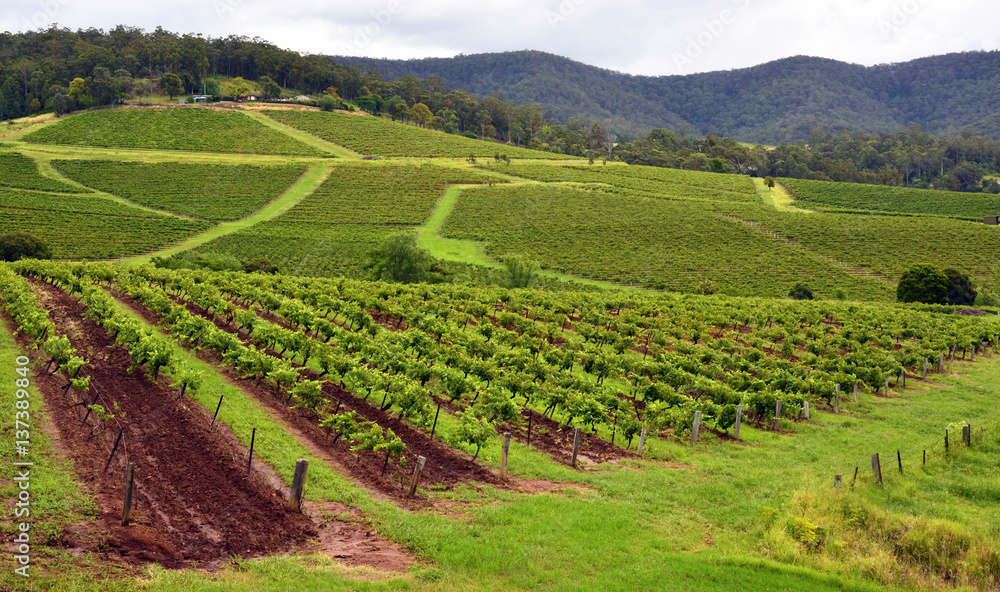 Vineyards in Hunter Valley, New South Wales, Australia.