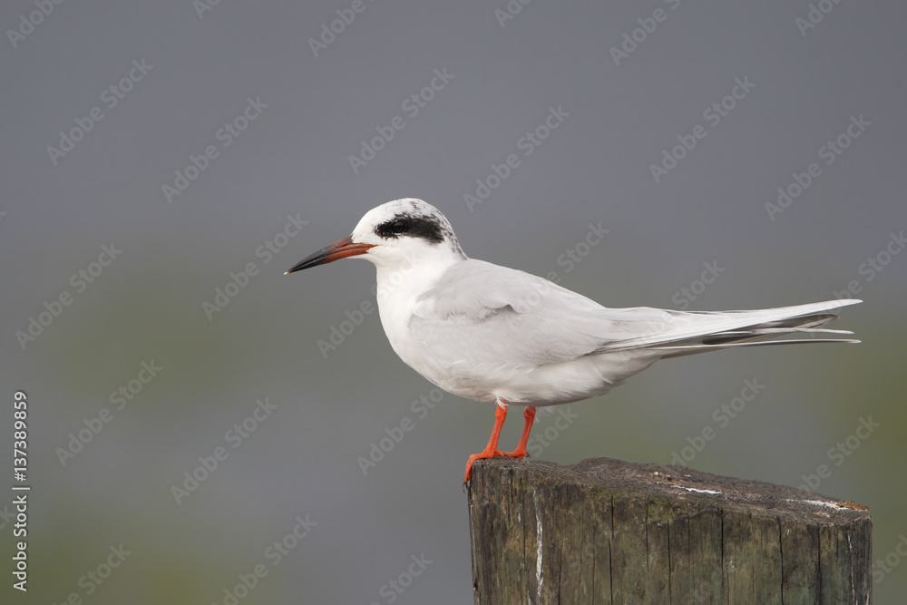 Forster's tern (Sterna forsteri) on post, Kissimmee, Florida, USA Forster's tern (Sterna forsteri) on post, Kissimmee, Florida, USA