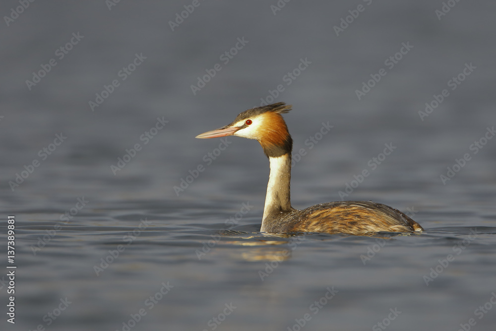 Great Crested Grebe (Podiceps cristatus) swimming in water, the Netherlands