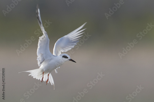 Forster's tern (Sterna forsteri) in flight,  Cape May, New Jersey, USA © Wilfred