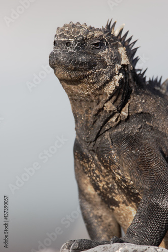 Galapagos Marine iguana  Amblyrhynchus cristatus   Tortuga Bay  Santa Cruz  Galapagos Islands