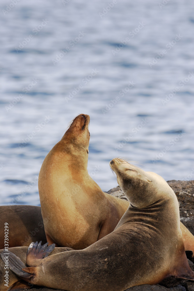 Fototapeta premium Galapagos Sea Lion, head throw, South Plaza, Galapagos Islands