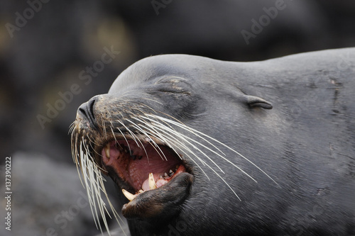 Galapagos Sea Lion, head portrait, mouth open, South Plaza, Galapagos Islands