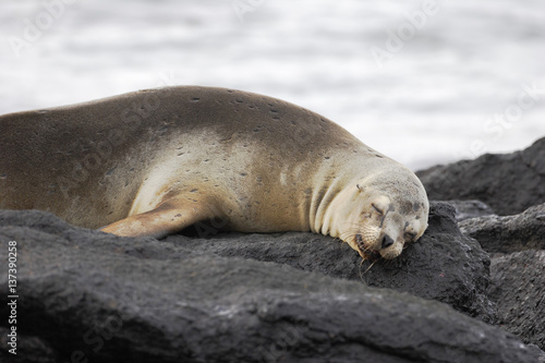 Galapagos Sea Lion, sleeping, South Plaza, Galapagos Islands
