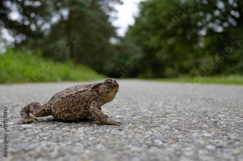 toad on the road