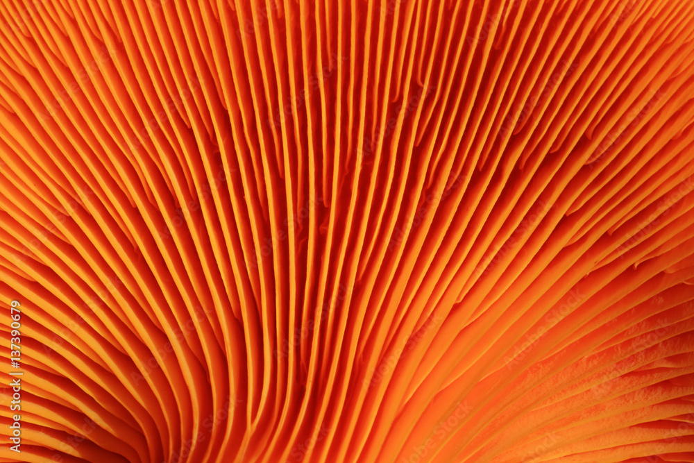orange mushroom gills - obrazy, fototapety, plakaty 